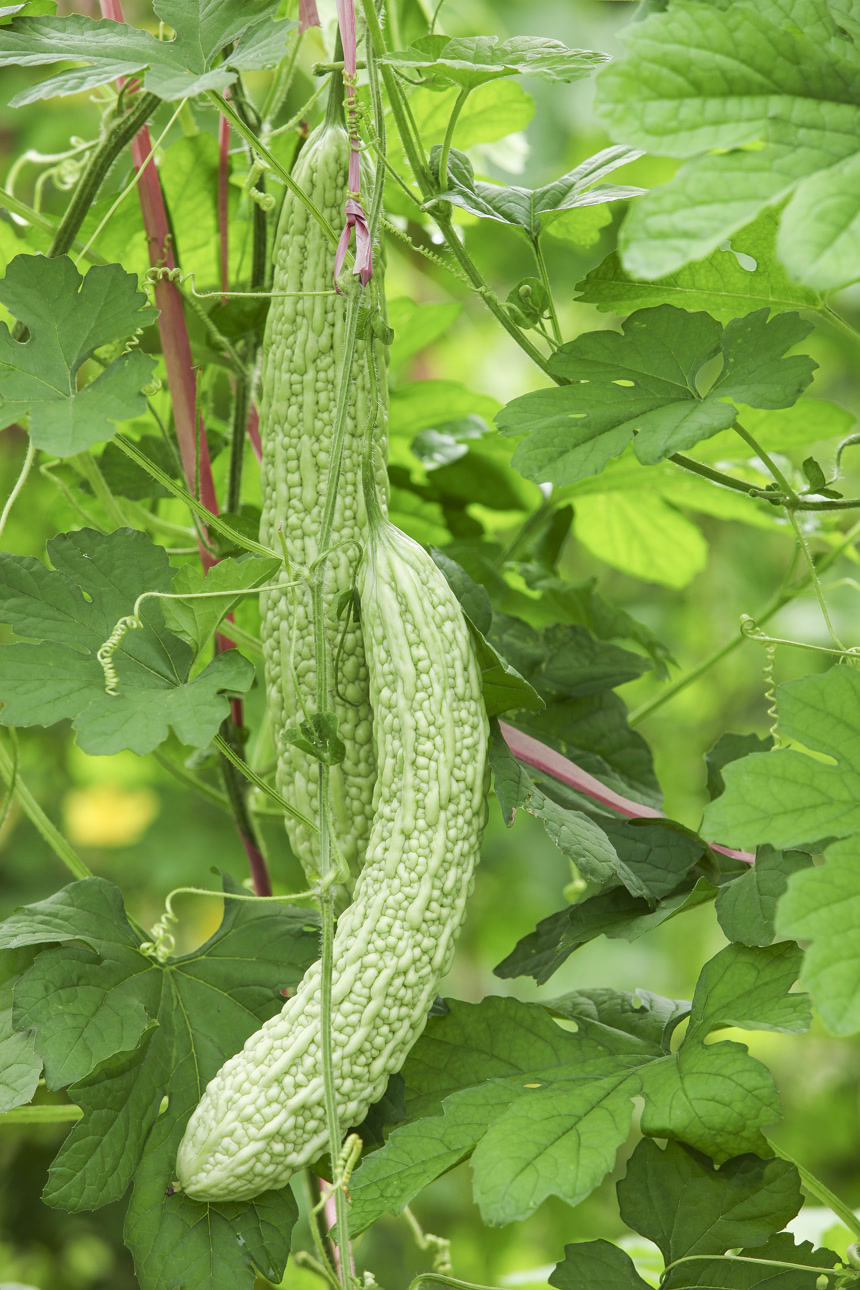 藤上的新鲜苦瓜