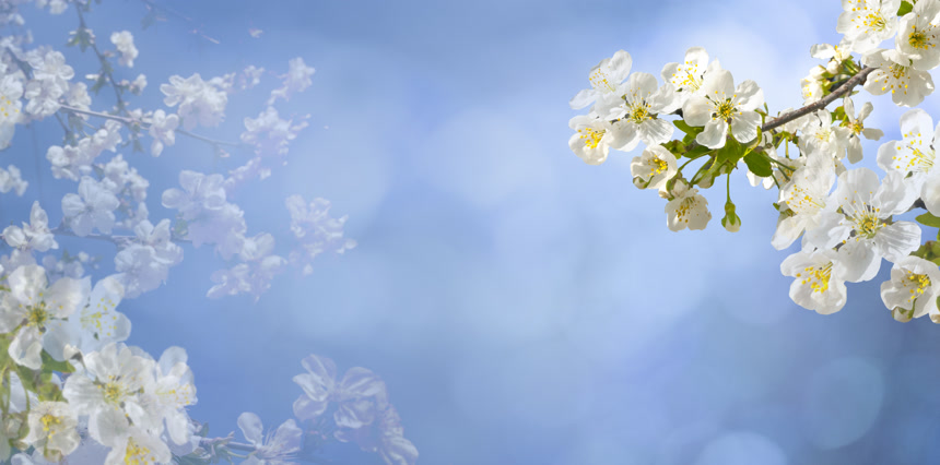 抽象春天白色花朵自然景观