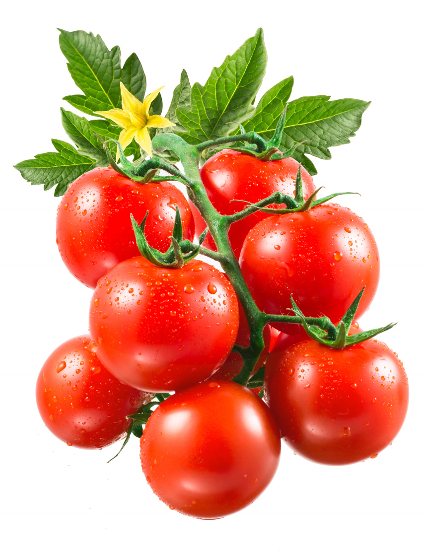 一穿带水滴的圣女果绿色健康生鲜果蔬白底图