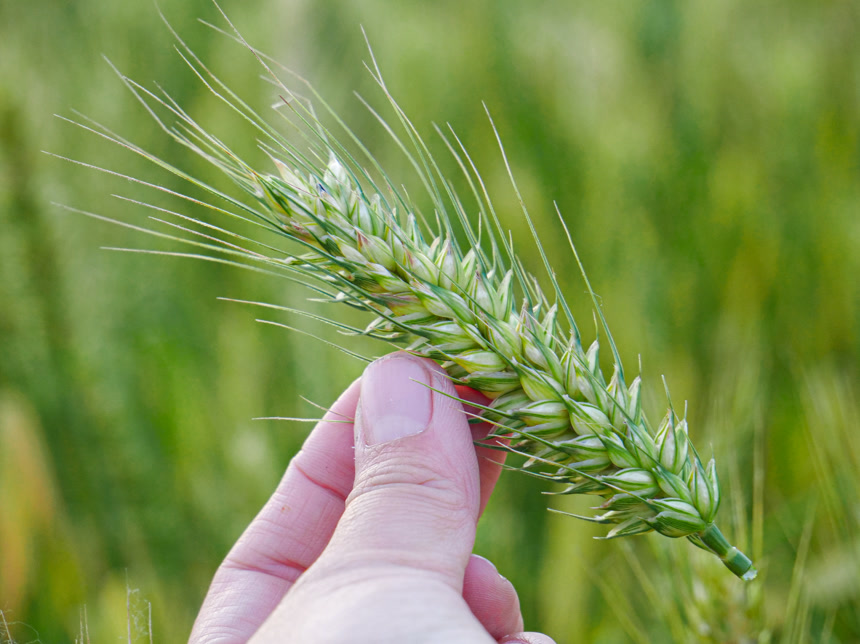 麦穗 麦粒 麦芒