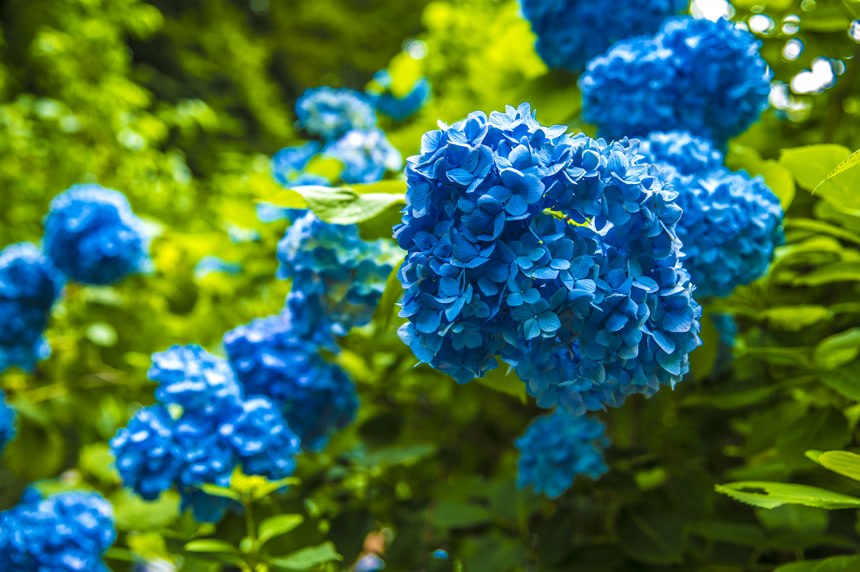 蓝色的绣球花特写摄影图自然景观