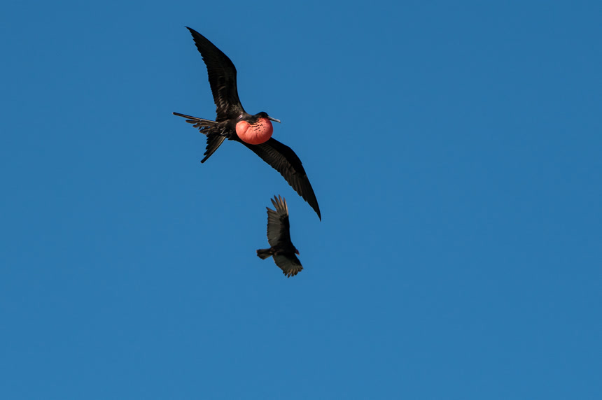无云天空中的飞鸟野生动物