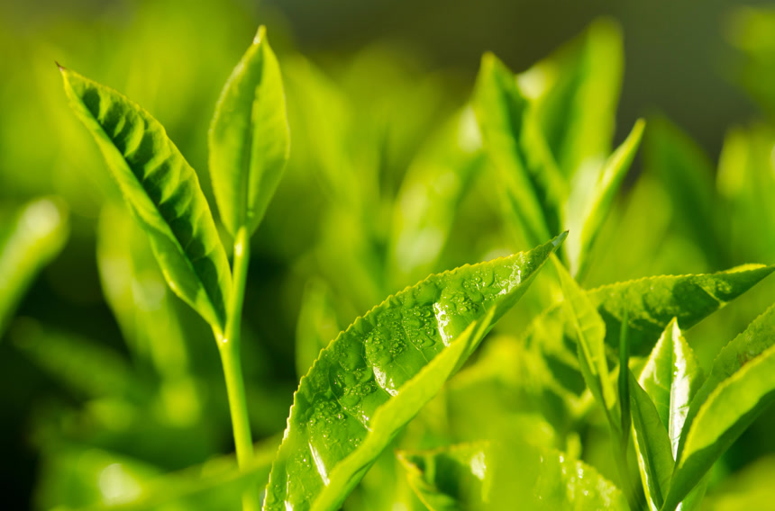 茶园嫩叶特写茶叶宣传片