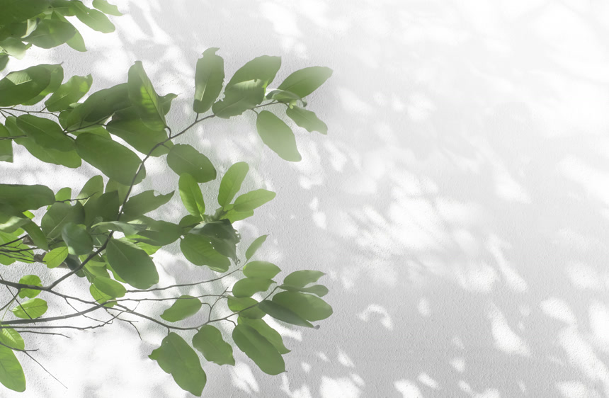 白色混凝土墙体质感树型背景叶影和枝干自然风景