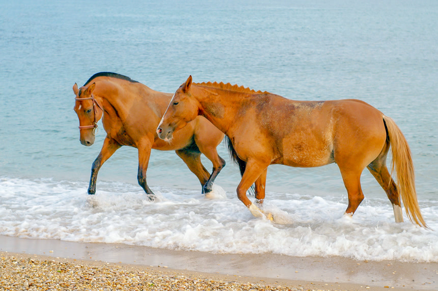 在海浪中走在一起的两个红马的摄影