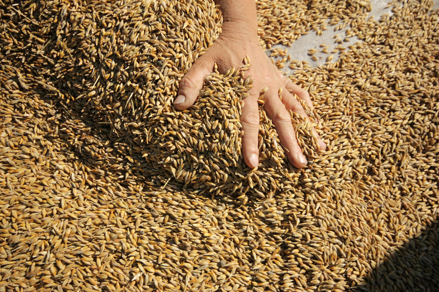 手推稻子农作物乡村振兴