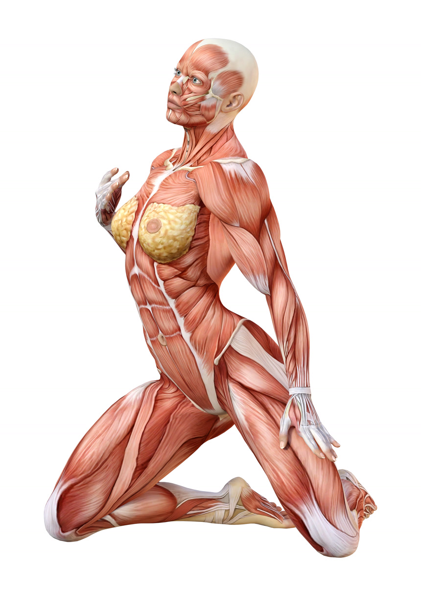 女性肌肉图三维绘制白底图    人体解剖学