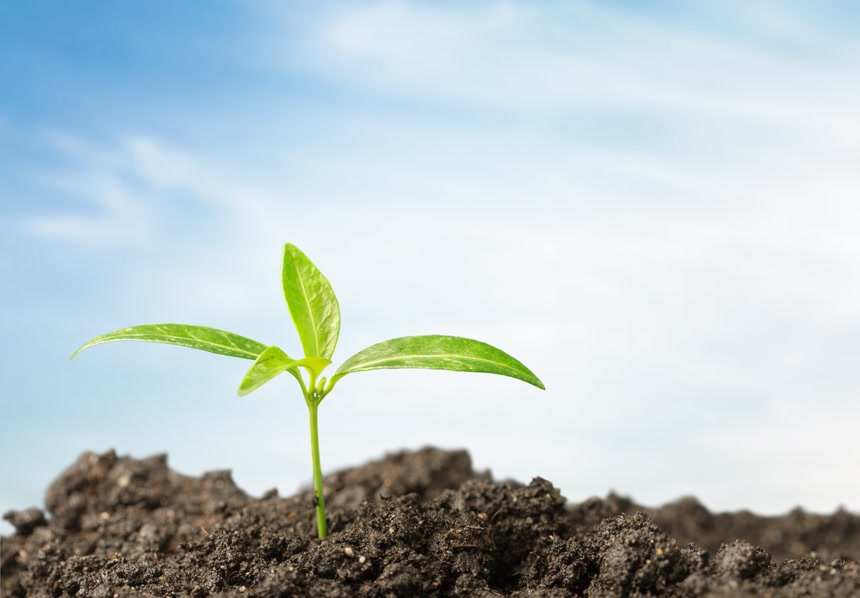 蓝天白云下泥土里的绿芽植物环保保护环境