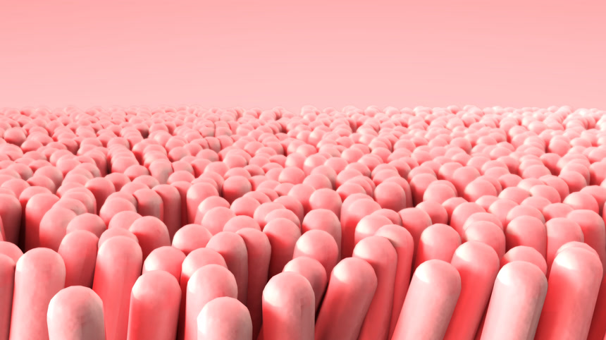 海藻海葵作为背景3D渲染图像