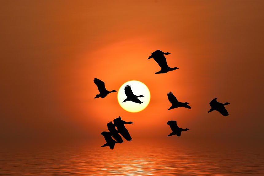 夕阳下大雁成群飞过鸟类家禽