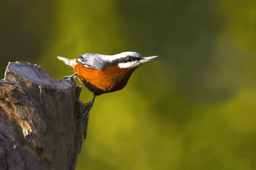 印度北阿坎德邦州一只站在树桩上的栗子肚币鸟  动物插图 环境保护