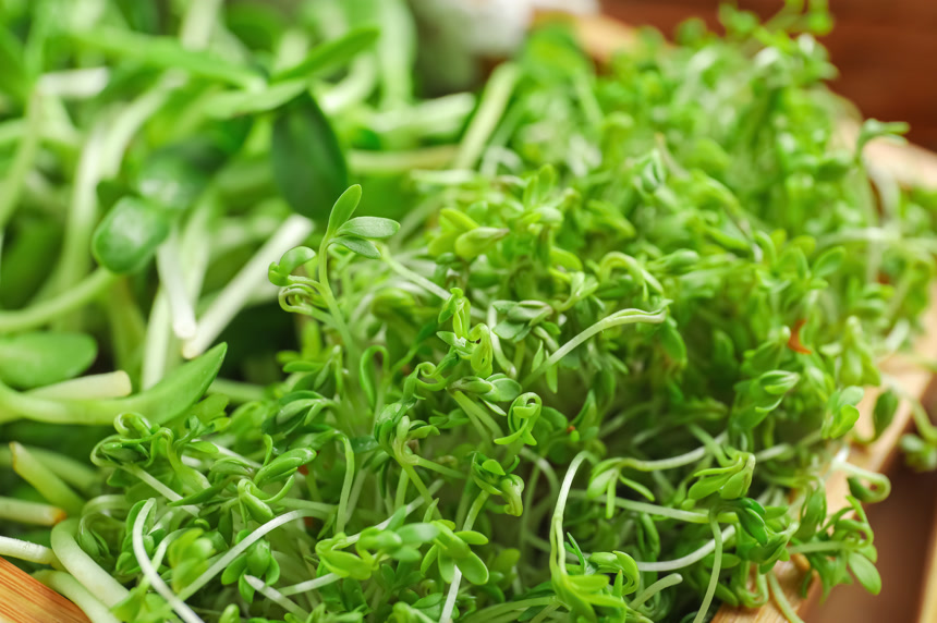 美食蔬菜沙拉豆苗素材特写健康生活方式