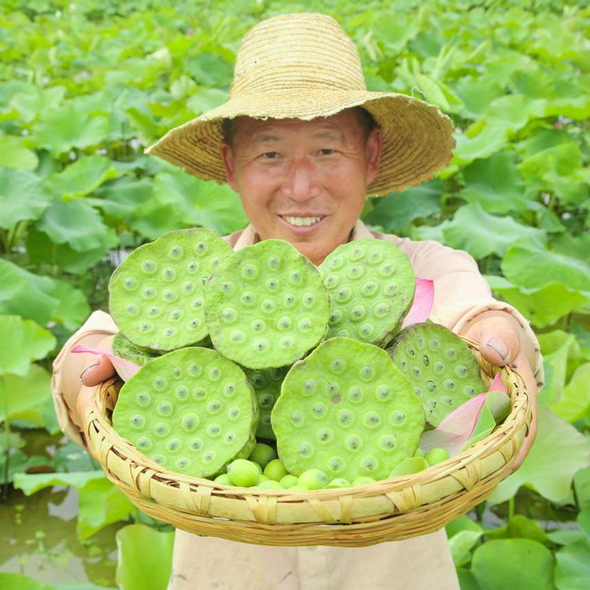 手里拿着新鲜莲蓬