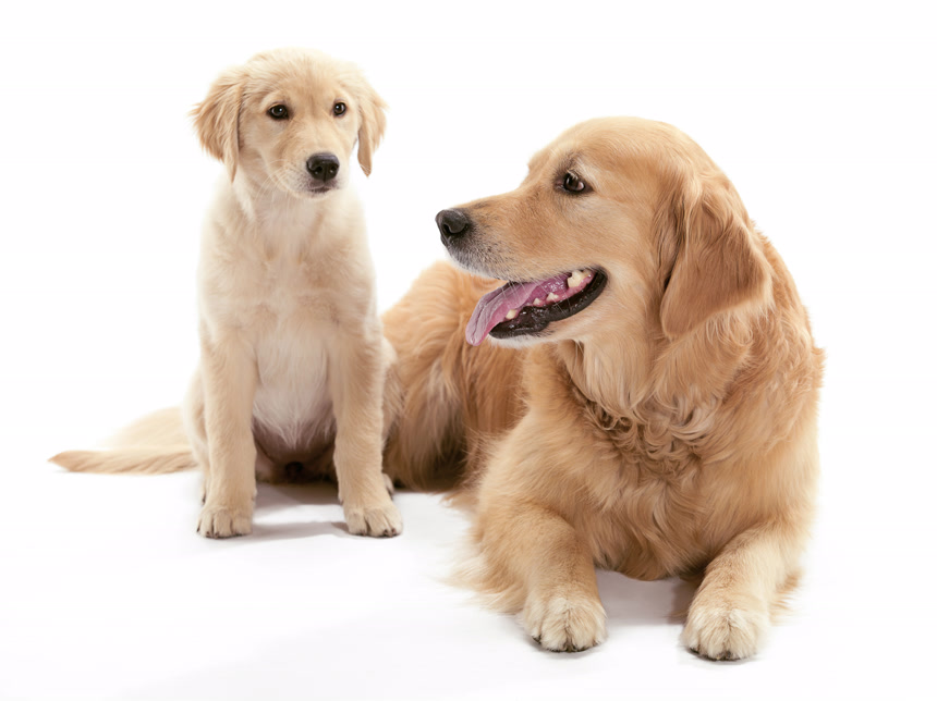 小狗与狗妈妈治愈特写白底实拍图