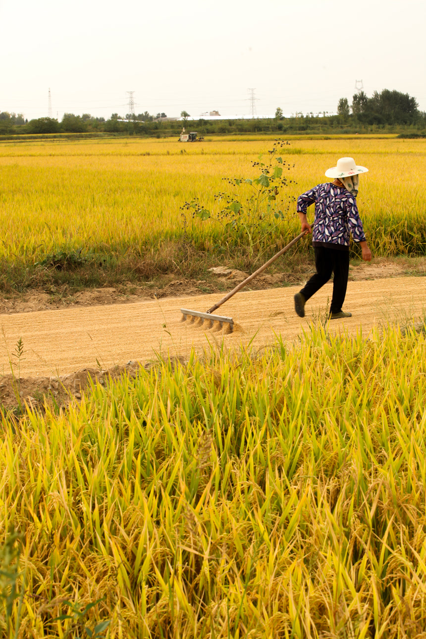 稻穗 稻子 