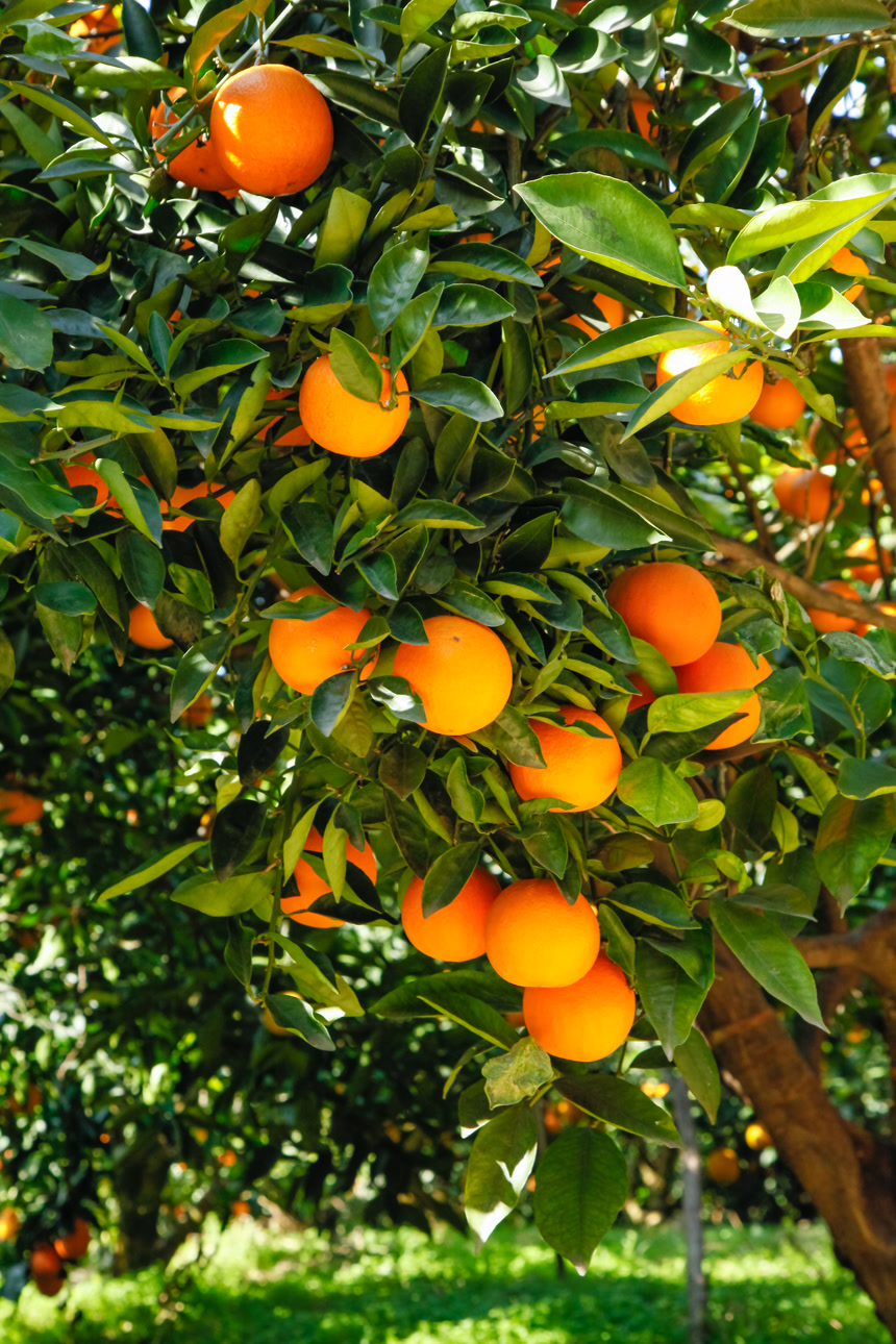 橙子产地