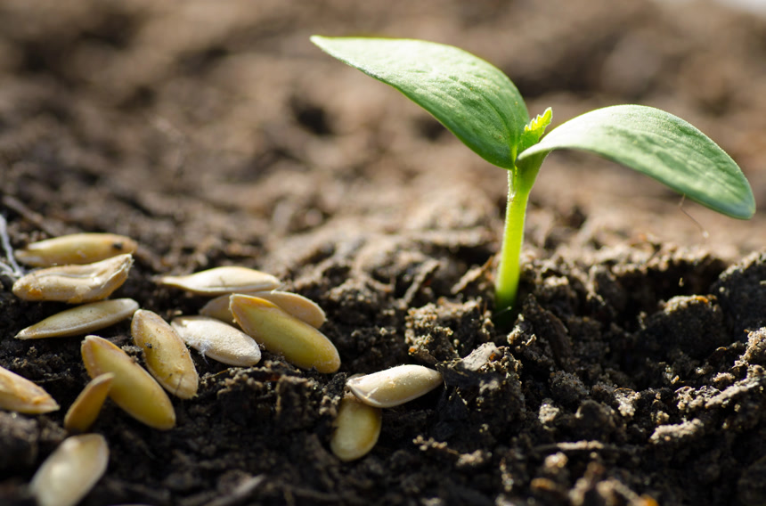  种子发芽农业绿色环保素材