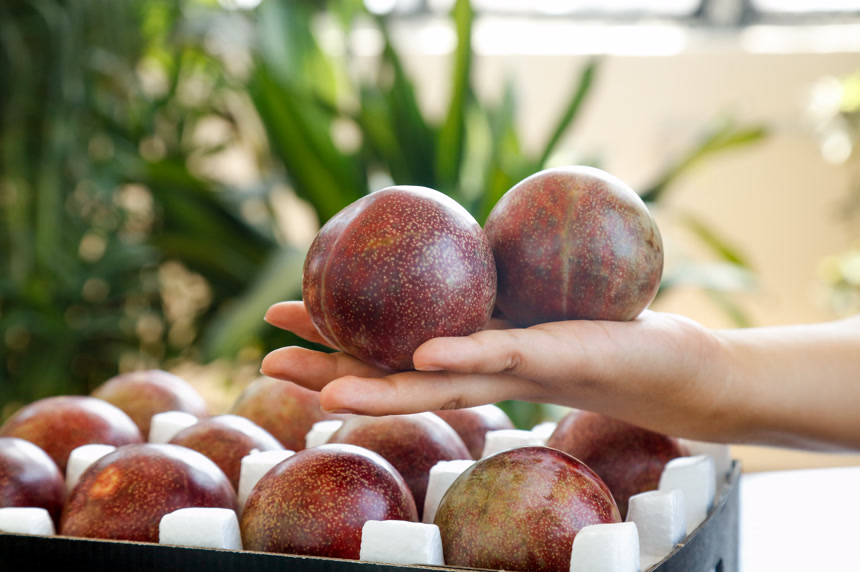 手里拿着恐龙蛋李