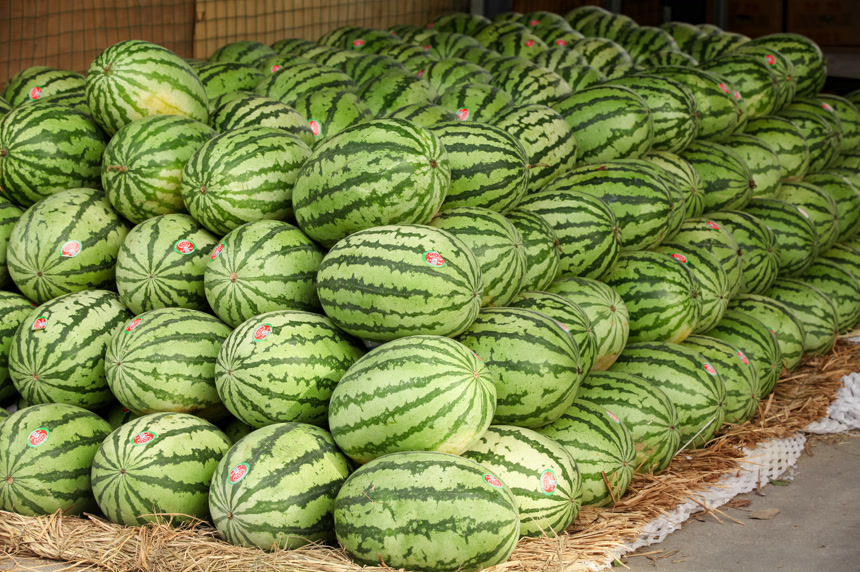 堆放着的美都西瓜
