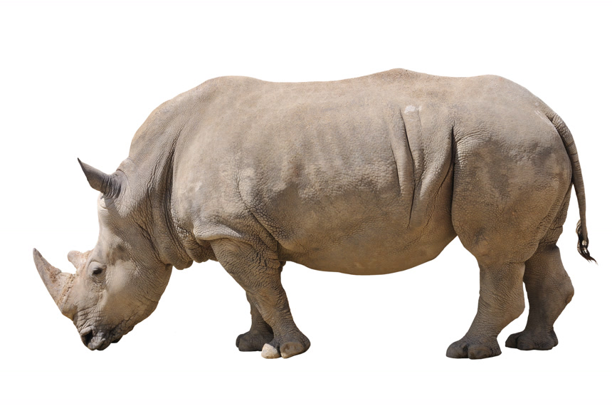 大犀牛侧身白底图动物野生动物生物