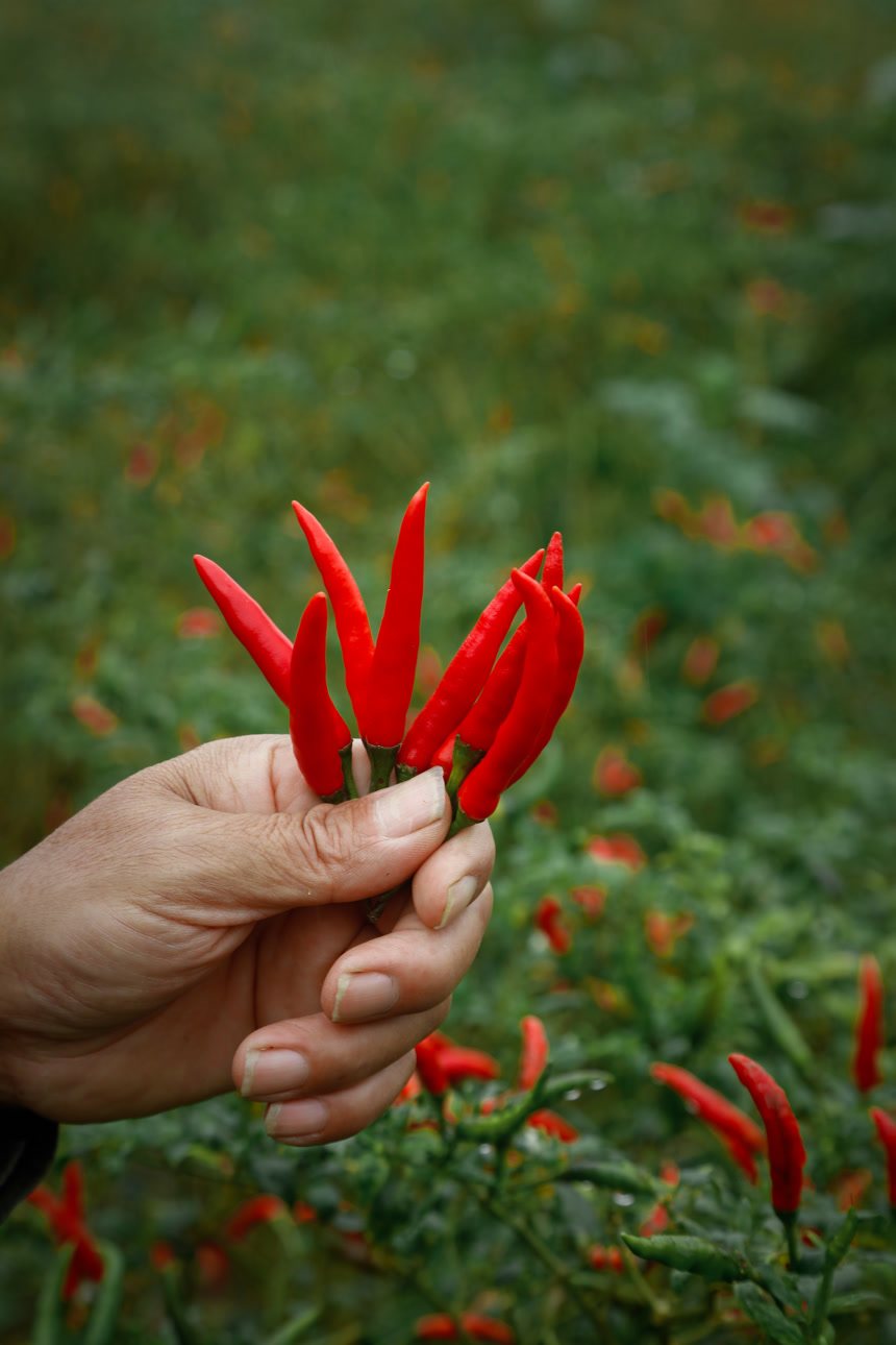 夏季菜园中的农民