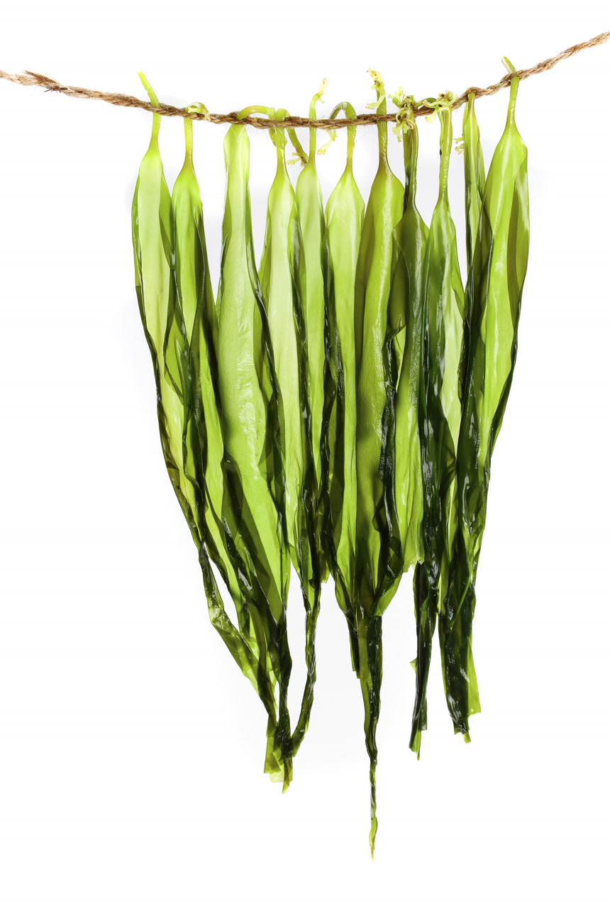 白底上的海带苗