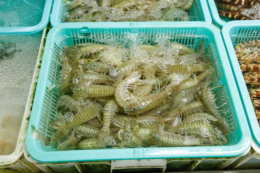 皮皮虾海鲜 海产品