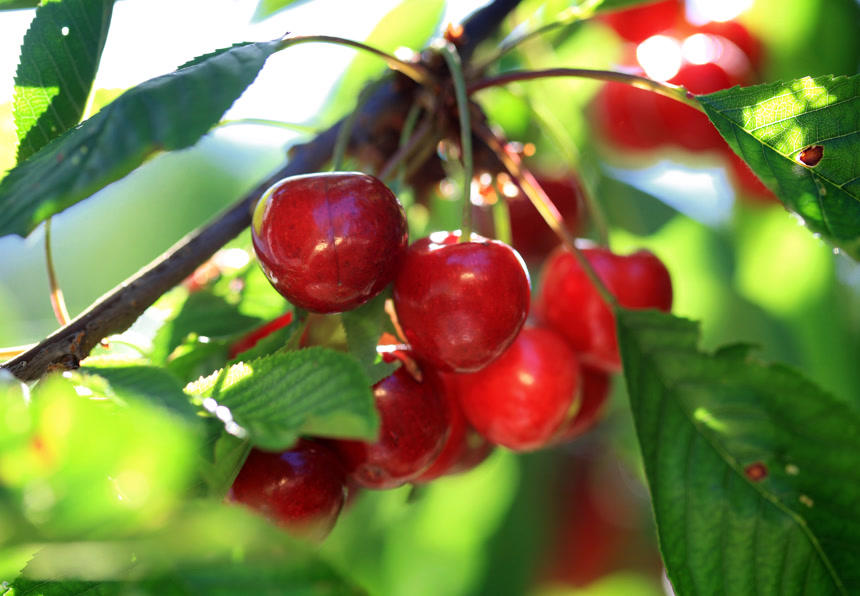 樱桃挂在樱桃树枝上特写  水果店宣传