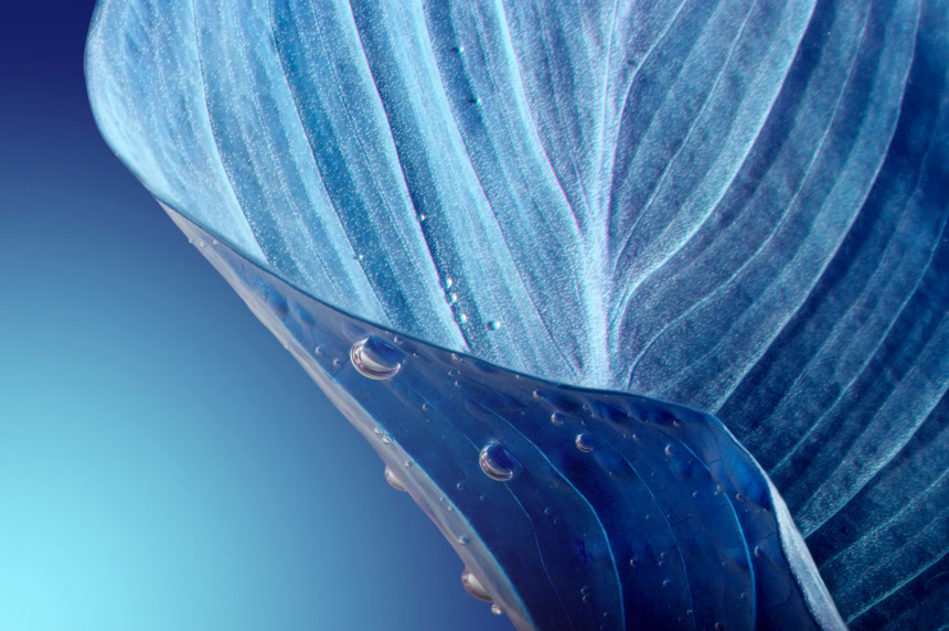 弯曲的蓝色带水珠的树叶背景