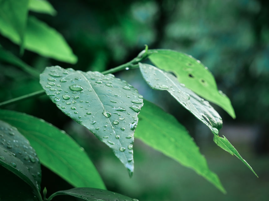 绿叶露水