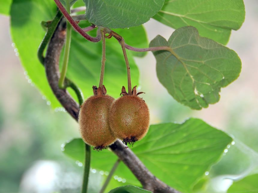 奇果树里的奇异果和叶子食物水果绿植