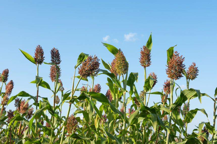 蓝天下田野里的高粱植物农业农作物粮食