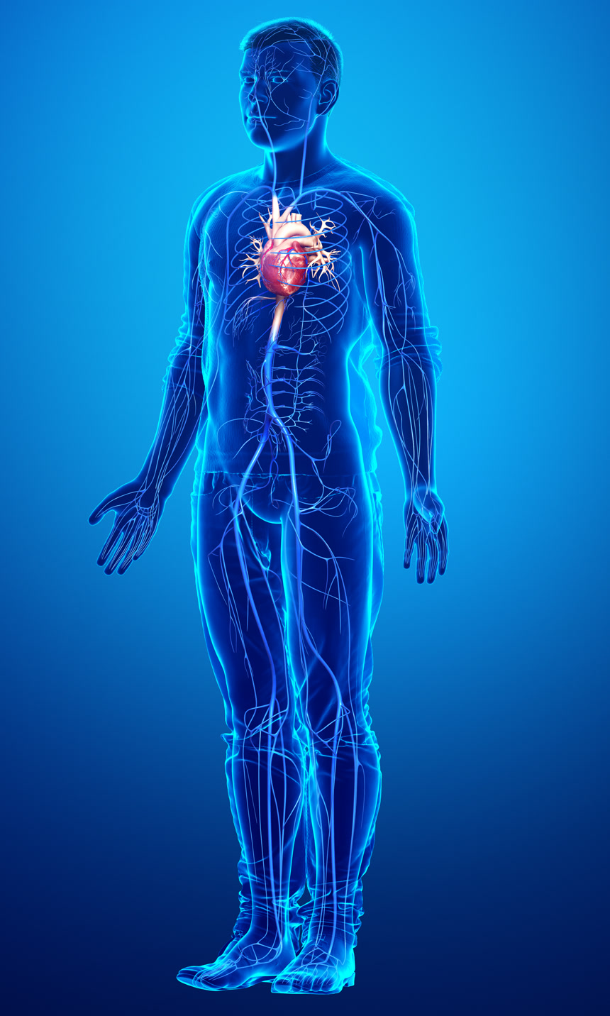 3D对男性静脉解剖进行了精确的医学描述医疗保健