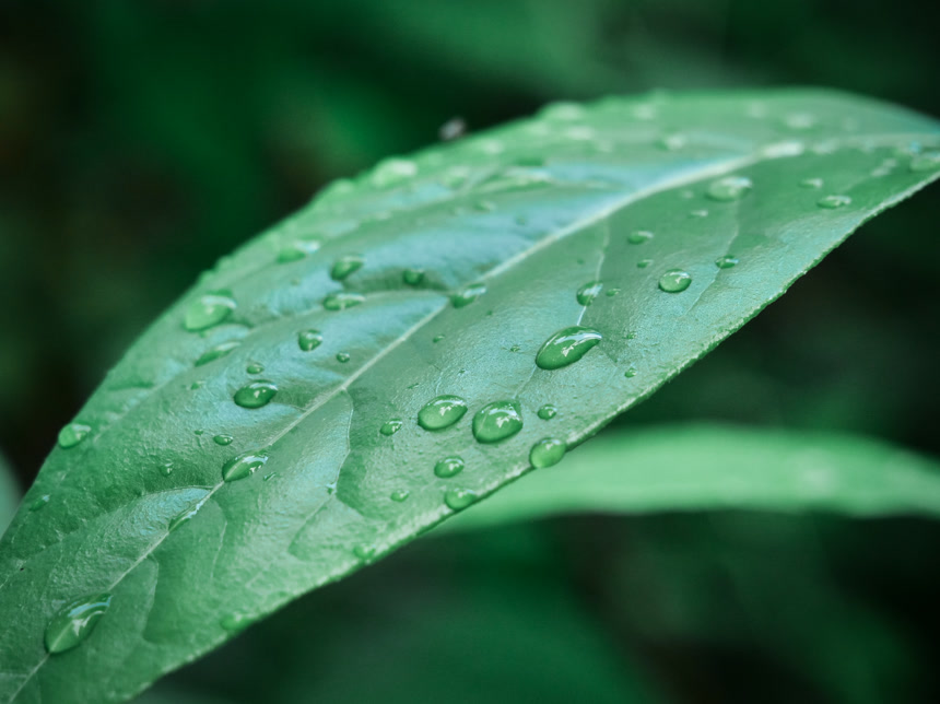 绿叶露水