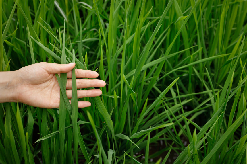 稻田生长