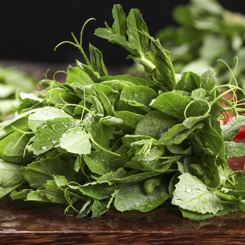 深底上的豌豆苗