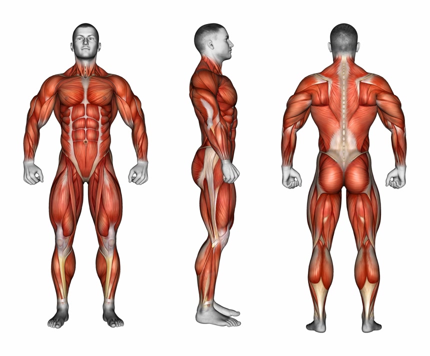 白底图人体模型骨骼结构医疗健康经络中医肌肉