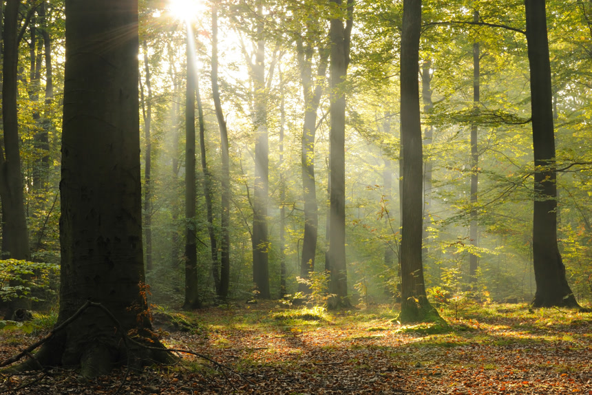 阳光穿过树林唯美小清新背景