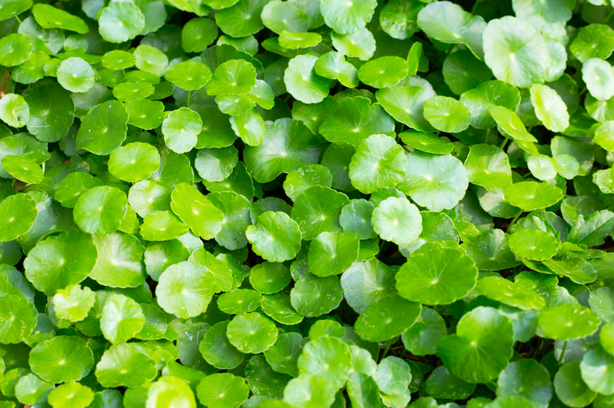 新鲜的绿色心内膜小叶绿色植物