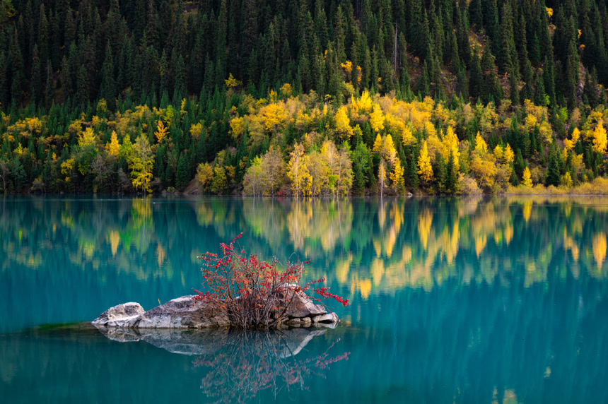 秋天黄树倒映在碧绿的水中自然景观