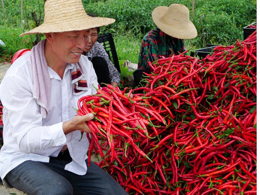 夏季菜园中的农民