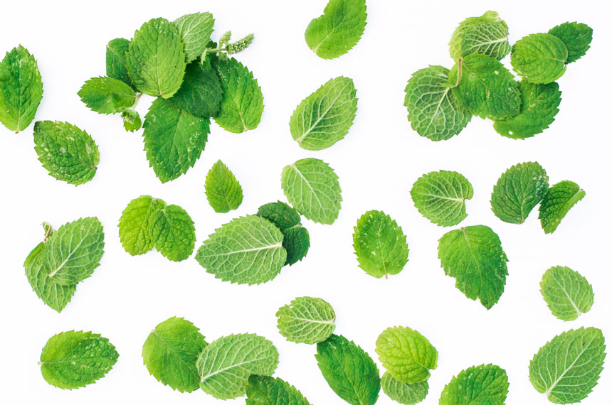 新鲜绿色薄荷叶白底图健康生活方式