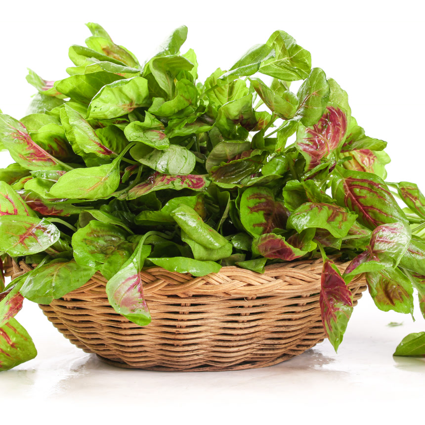 白底上的红苋菜