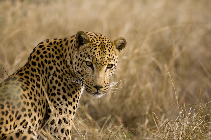 草丛里回头看的豹子野生动物食肉动物