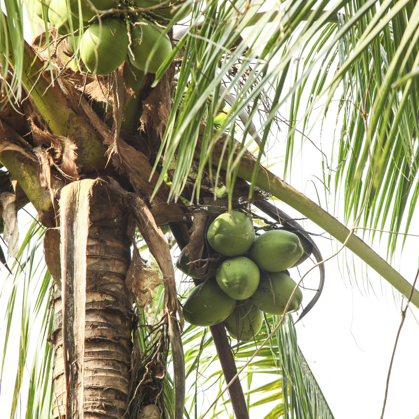 树上的海南椰青