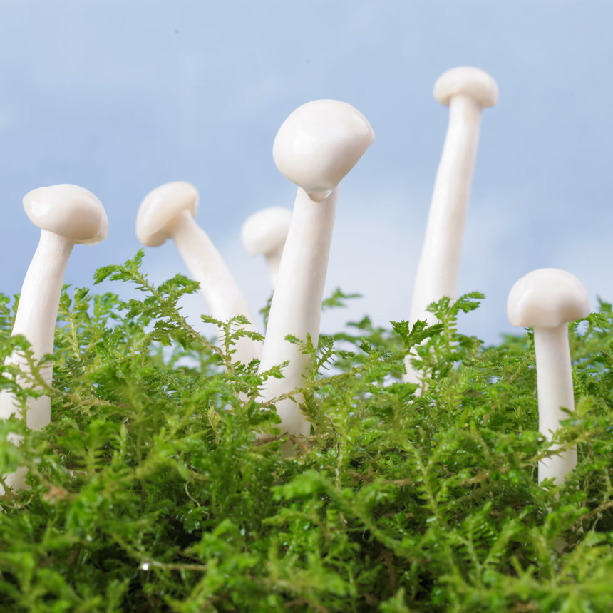 深底上的海鲜菇