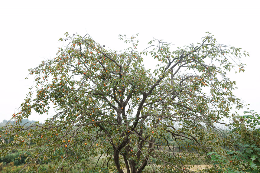 树上的新鲜柿子