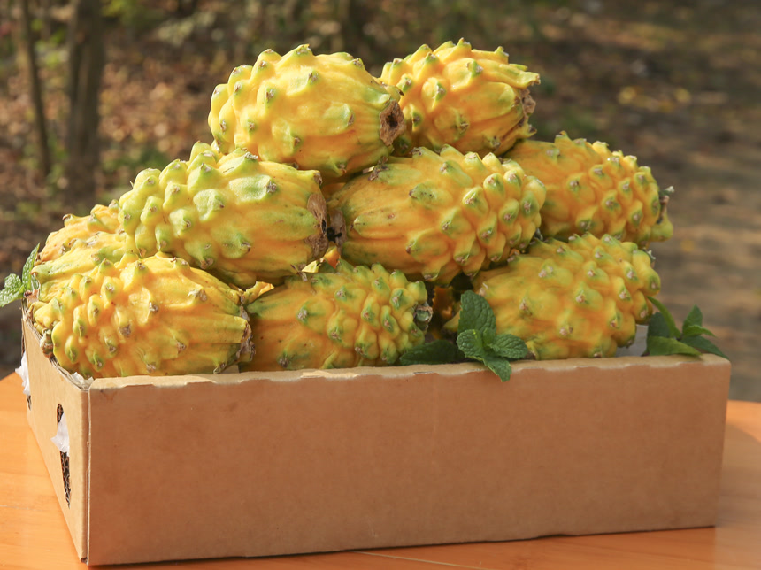 木底上的燕窝果