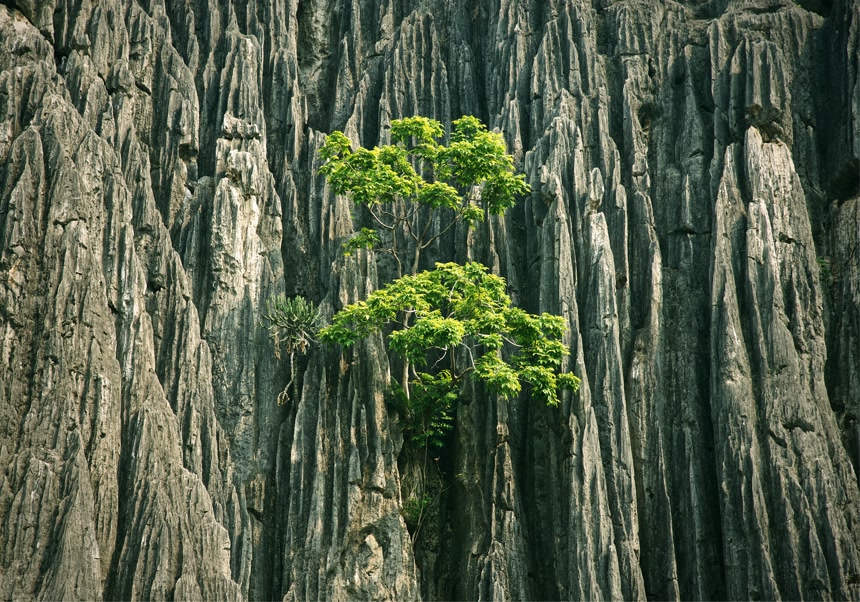 灰色岩山上的树特写  生命力顽强 概念