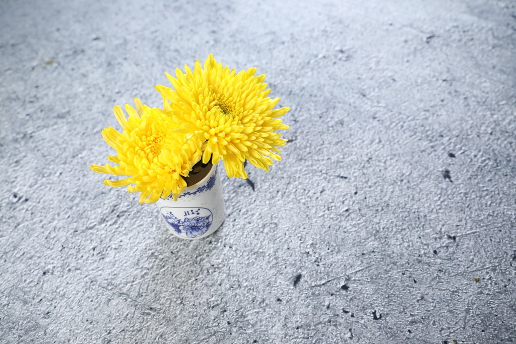 小清新文艺菊花背景图片